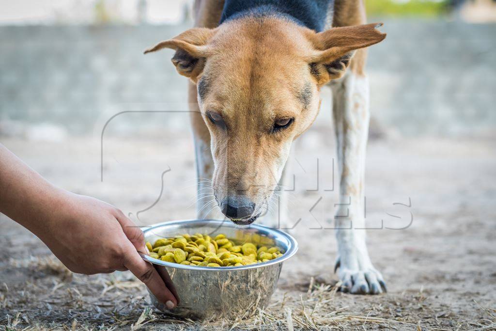 volunteer-feeding-a-street-dog-with-a-bowl-of-dog-food-anipixels