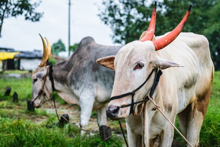 Working bullocks with painted horns tied up with nose ropes in green field