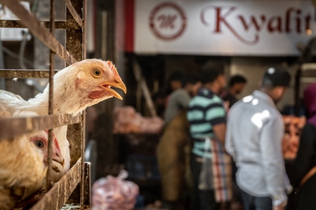 White chicken reaching through the bars of a cage with chicken meat shop and men in background at poultry meat market