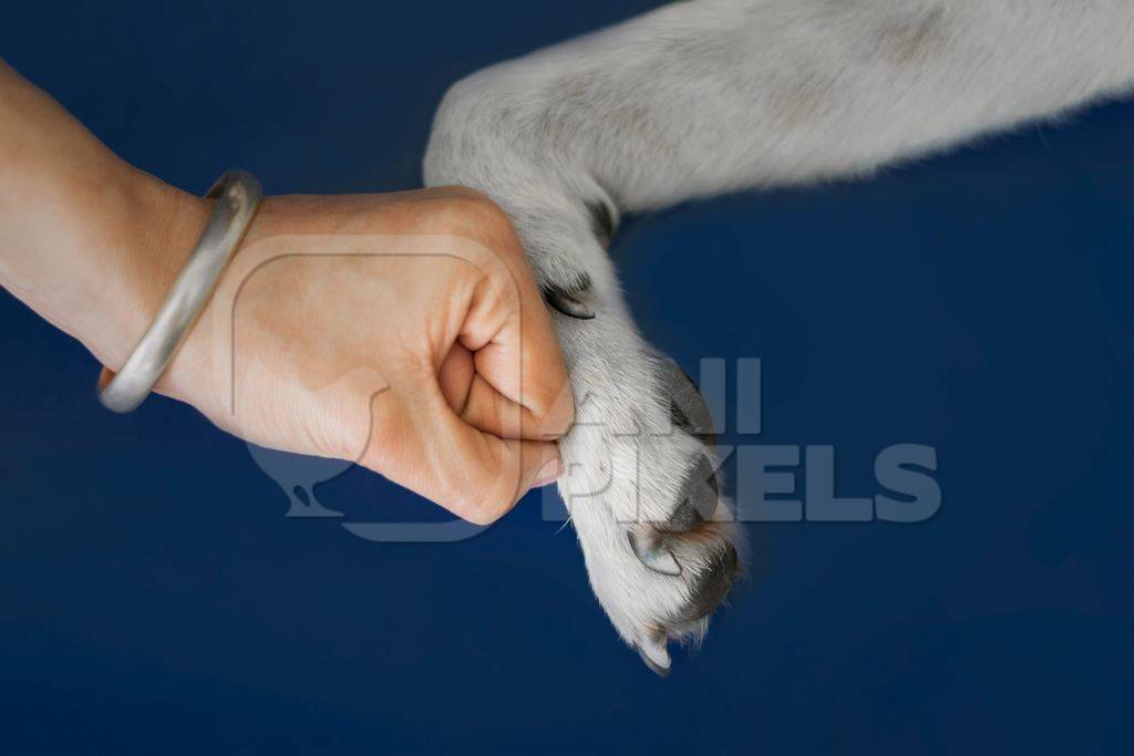 Person or human holding paw of cute pet dog in hand with blue background