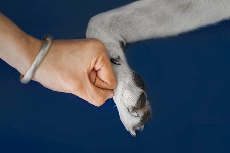 Person or human holding paw of cute pet dog in hand with blue background