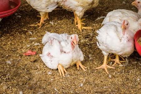 White broiler chickens raised for meat on a large poultry broiler farm in Maharashtra in India