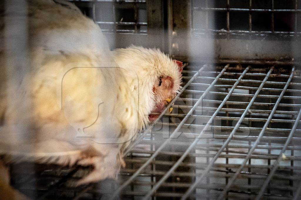 Sick chicken collapsed face down on the wire floor of a cage at a meat market