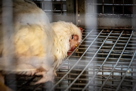 Sick chicken collapsed face down on the wire floor of a cage at a meat market