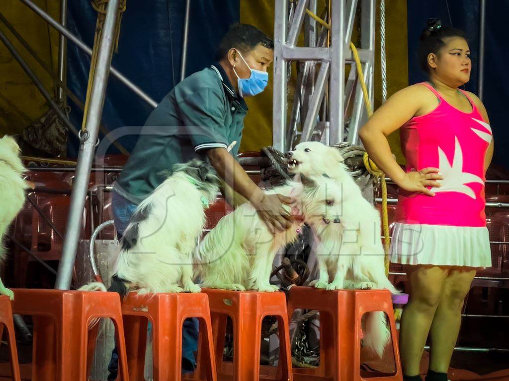 Performing dogs with one dog growling or showing teeth at a show by Rambo Circus in Pune, Maharashtra, India, 2021