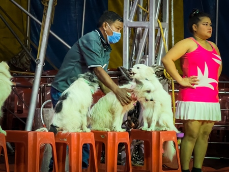 Performing dogs with one dog growling or showing teeth at a show by Rambo Circus in Pune, Maharashtra, India, 2021