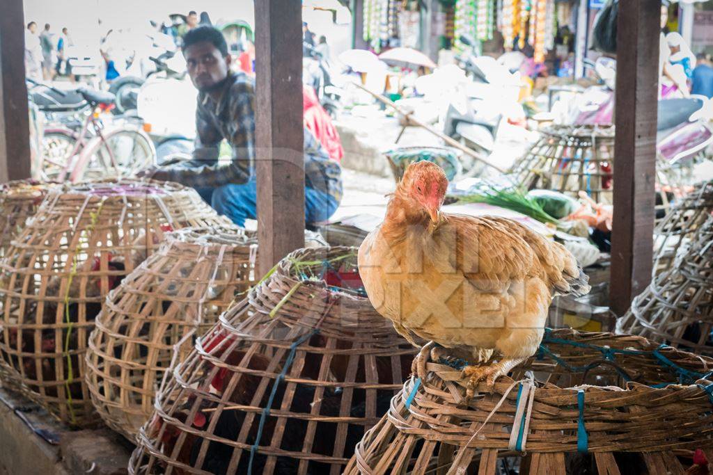 Chickens on sale in bamboo baskets at an animal market