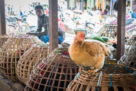 Chickens on sale in bamboo baskets at an animal market