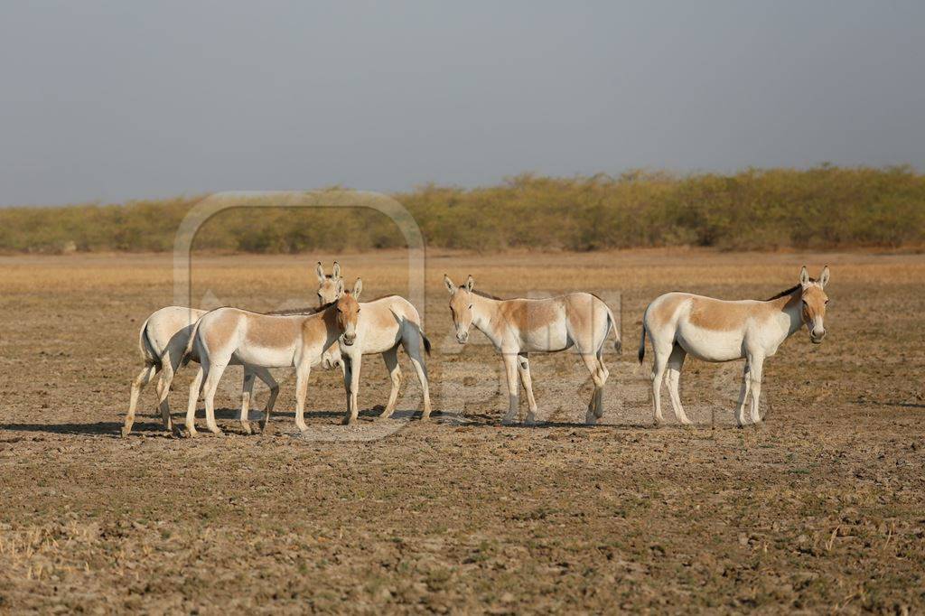 Asiatic wild ass in Little Rann of Kutch