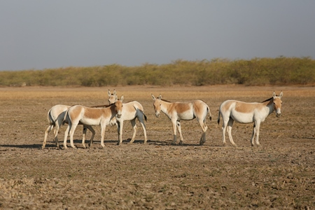 Asiatic wild ass in Little Rann of Kutch