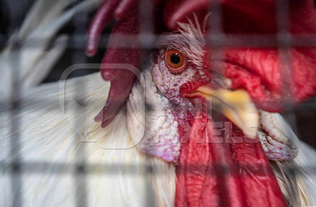 Large rooster or cockerel with red comb in a cage at a mini zoo at Dolphin Aquarium, Mumbai