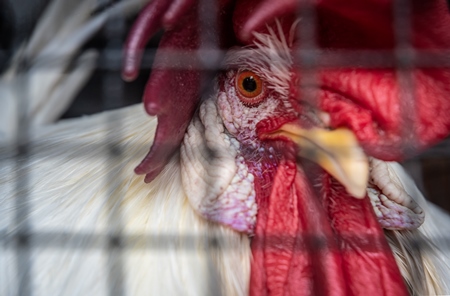 Large rooster or cockerel with red comb in a cage at a mini zoo at Dolphin Aquarium, Mumbai