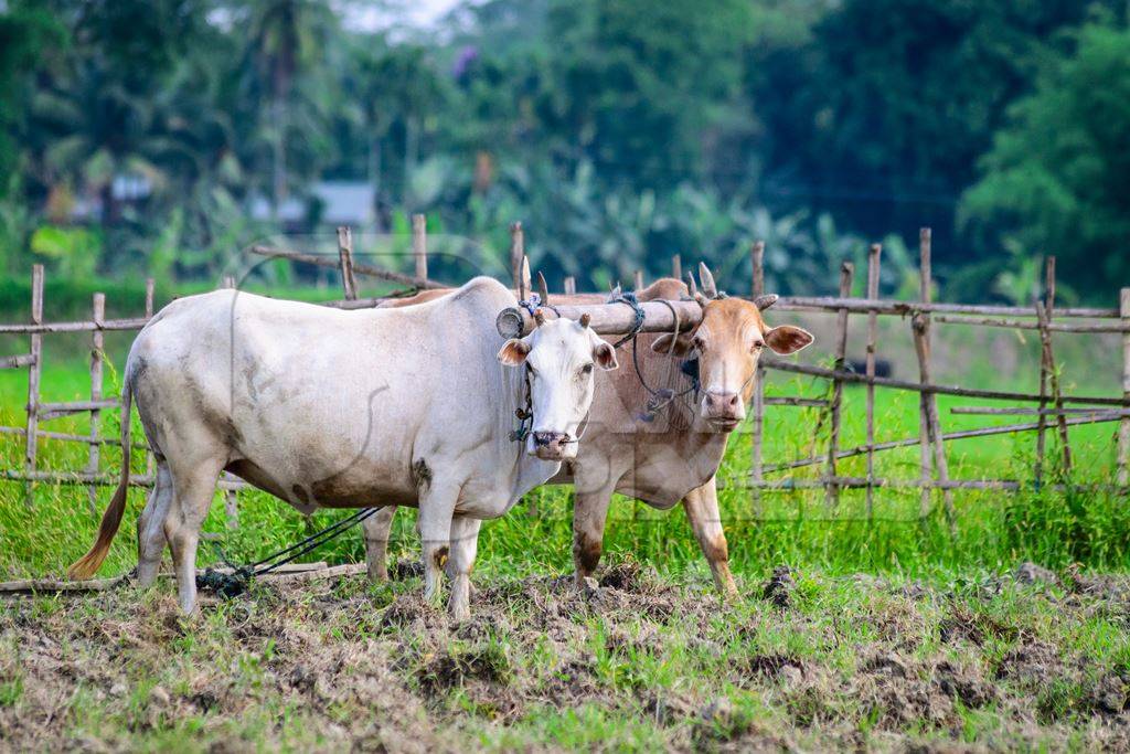 Two working bullocks in harness pulling plough in green field