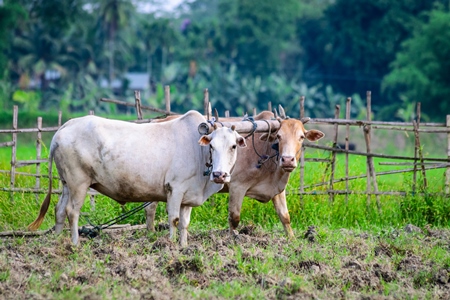 Two working bullocks in harness pulling plough in green field