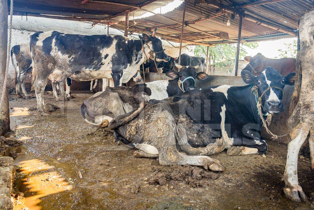 Dairy cows in a dirty stall in an urban dairy