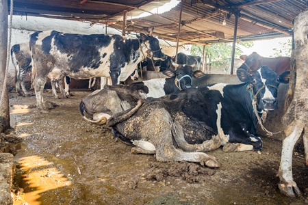 Dairy cows in a dirty stall in an urban dairy