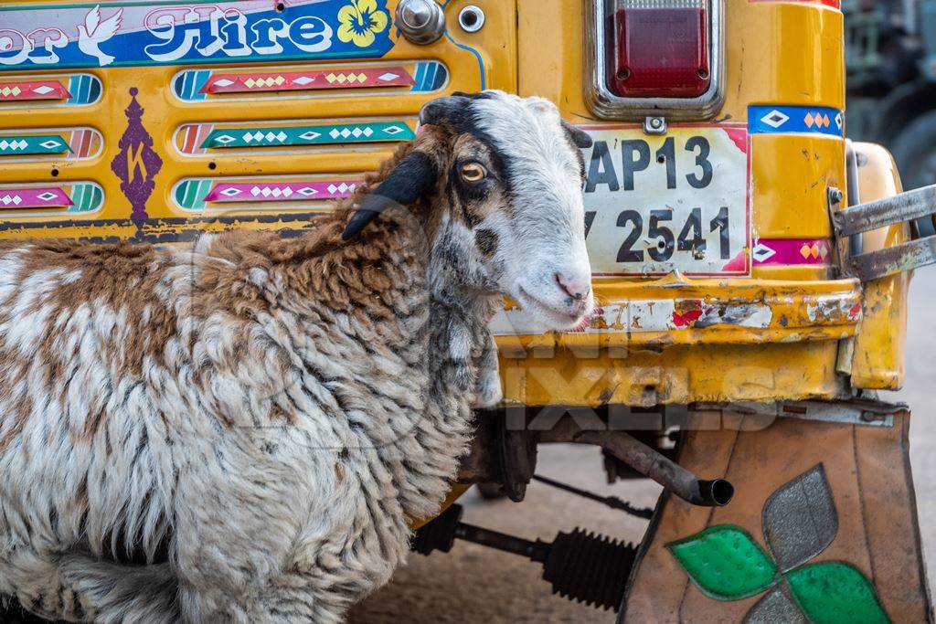 Indian sheep in front of auto rickshaw in the city of Hyderabad in India