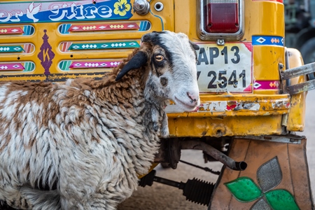 Indian sheep in front of auto rickshaw in the city of Hyderabad in India