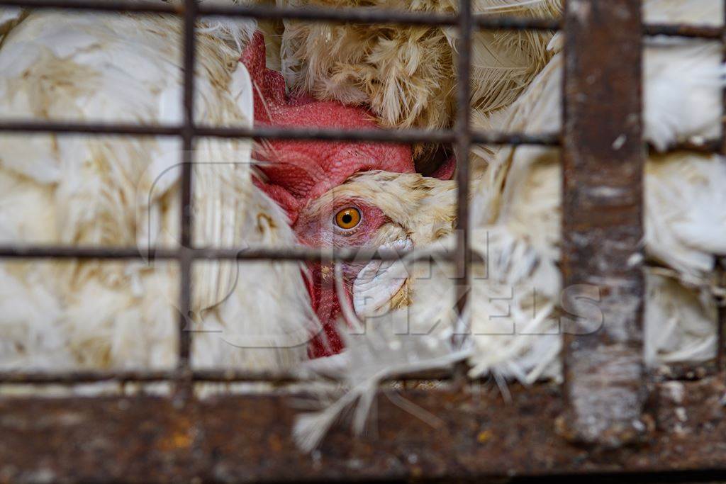 Close up of Indian broiler chickens stacked in cages outside a small chicken shop in Jaipur, India, 2022