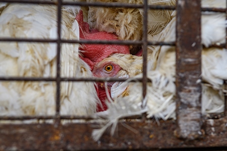 Close up of Indian broiler chickens stacked in cages outside a small chicken shop in Jaipur, India, 2022