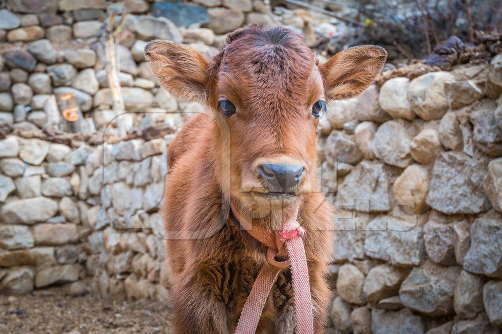 Sweet young baby brown calf on a rural dairy farm in Ladakh, Himalayas