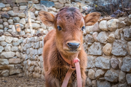 Sweet young baby brown calf on a rural dairy farm in Ladakh, Himalayas