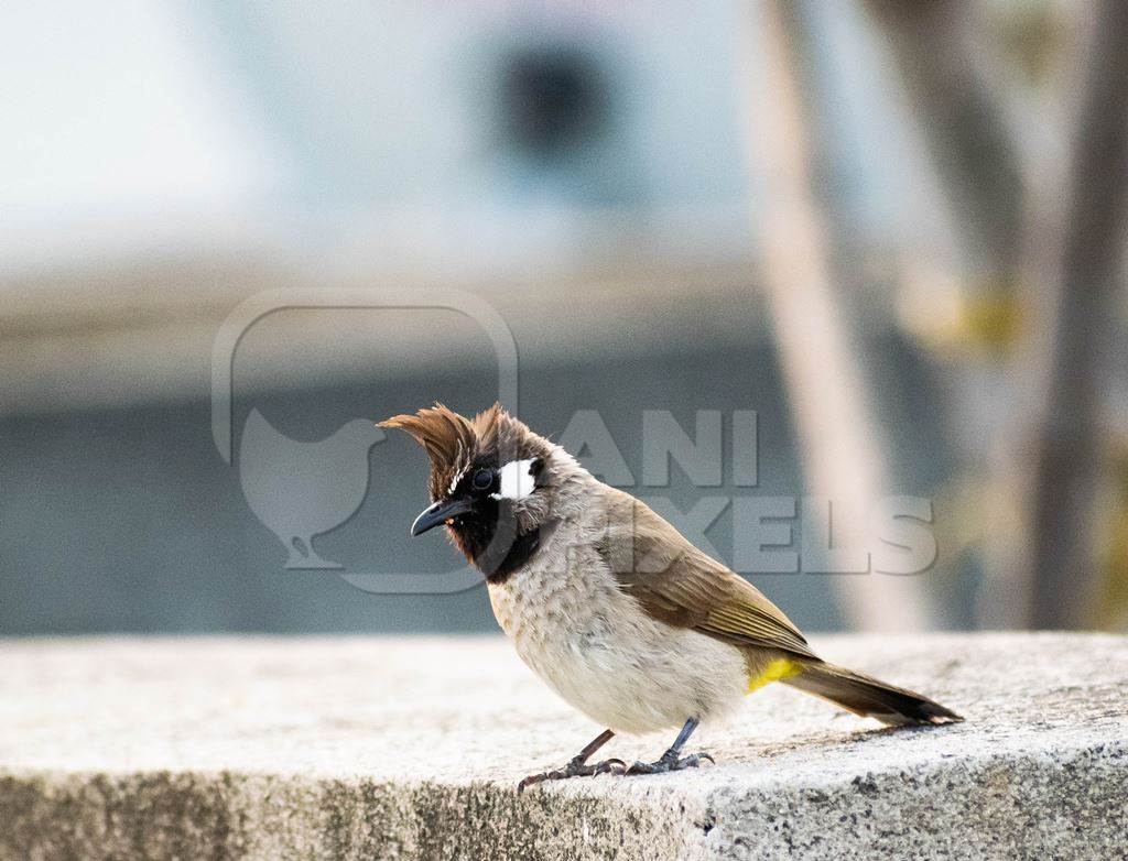 Small yellow-vented Bulbul bird sitting on wall in urban city