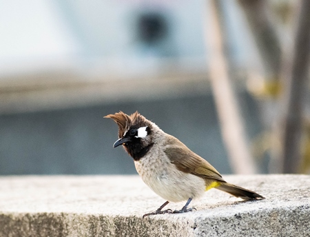 Small yellow-vented Bulbul bird sitting on wall in urban city