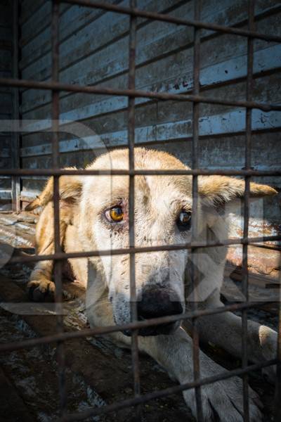 Street dog in van caught for animal birth control sterilisation operation