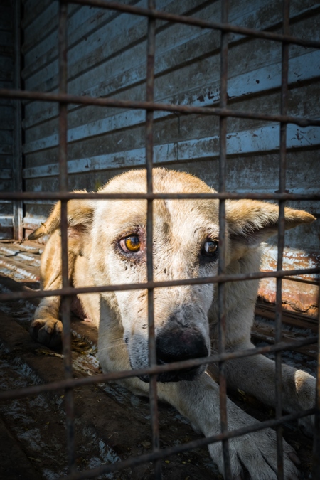 Street dog in van caught for animal birth control sterilisation operation