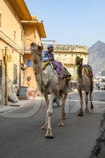 Indian camels being led along the road to be used for camel rides for tourists, Amer, just outside Jaipur, Rajasthan, India, 2022