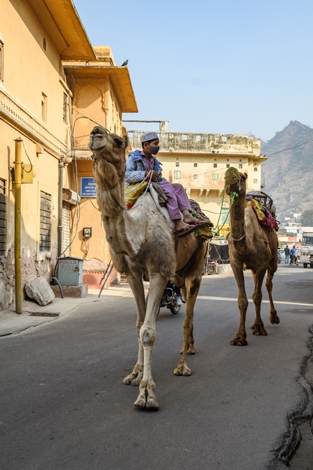 Indian camels being led along the road to be used for camel rides for tourists, Amer, just outside Jaipur, Rajasthan, India, 2022