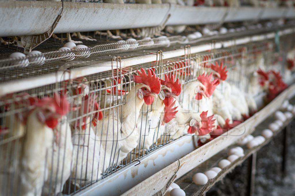 Indian chickens or laying hens in rows of small battery cages on an layer hen farm or egg farm in Maharashtra, India, 2022