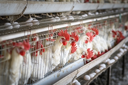 Indian chickens or laying hens in rows of small battery cages on an layer hen farm or egg farm in Maharashtra, India, 2022