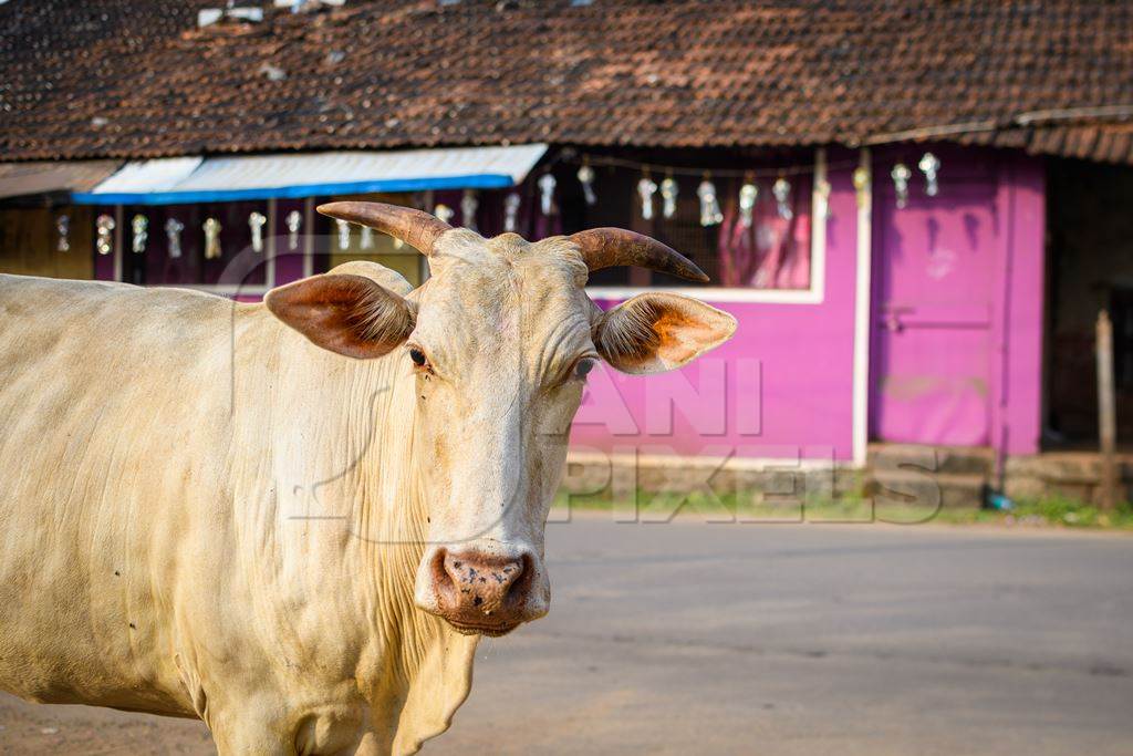 Indian street cows in the road with pink background in the village of Malvan, Maharashtra, India, 2022