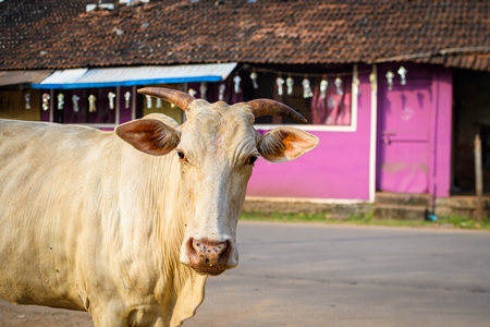 Indian street cows in the road with pink background in the village of Malvan, Maharashtra, India, 2022