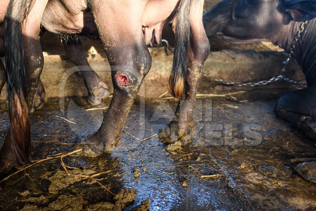 Indian buffalo with a wound or injury in a concrete shed on an urban dairy farm or tabela, Aarey milk colony, Mumbai, India, 2023