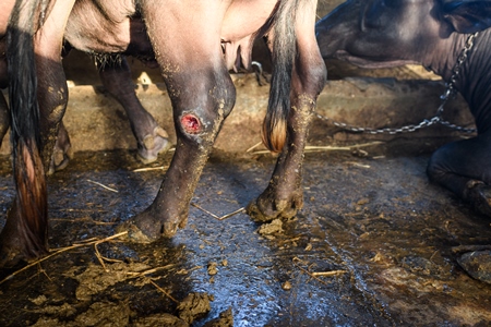 Indian buffalo with a wound or injury in a concrete shed on an urban dairy farm or tabela, Aarey milk colony, Mumbai, India, 2023