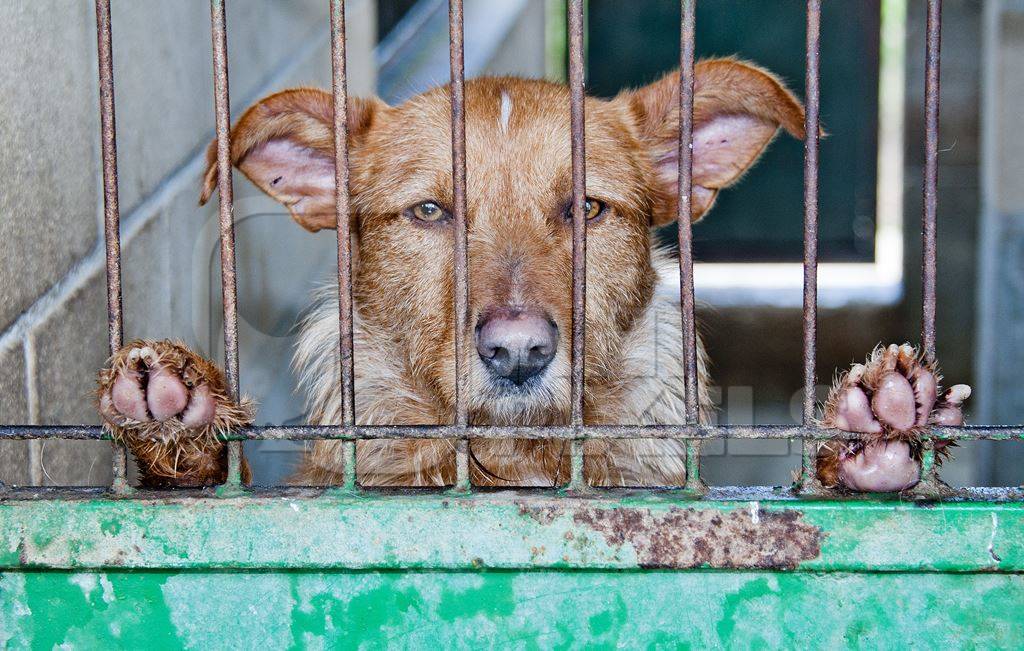 Sad brown dog looks through bars at animal shelter