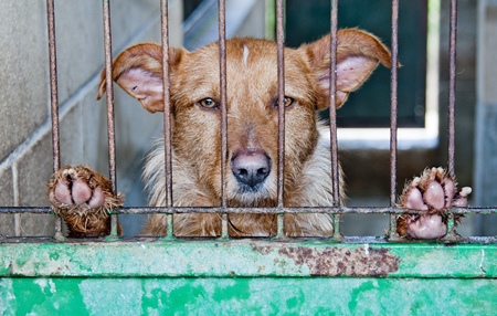 Sad brown dog looks through bars at animal shelter