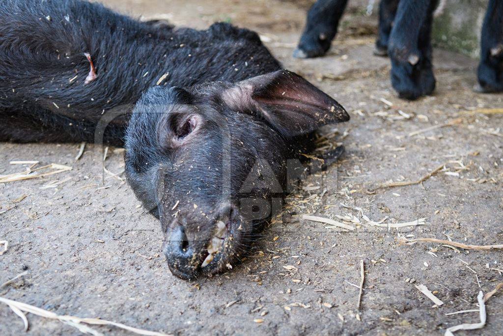 Dead Indian buffalo calf lying on the ground on an urban dairy farm or tabela, Aarey milk colony, Mumbai, India, 2023