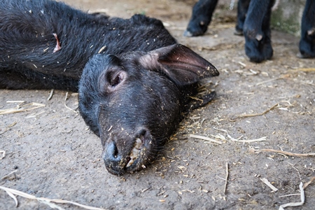 Dead Indian buffalo calf lying on the ground on an urban dairy farm or tabela, Aarey milk colony, Mumbai, India, 2023