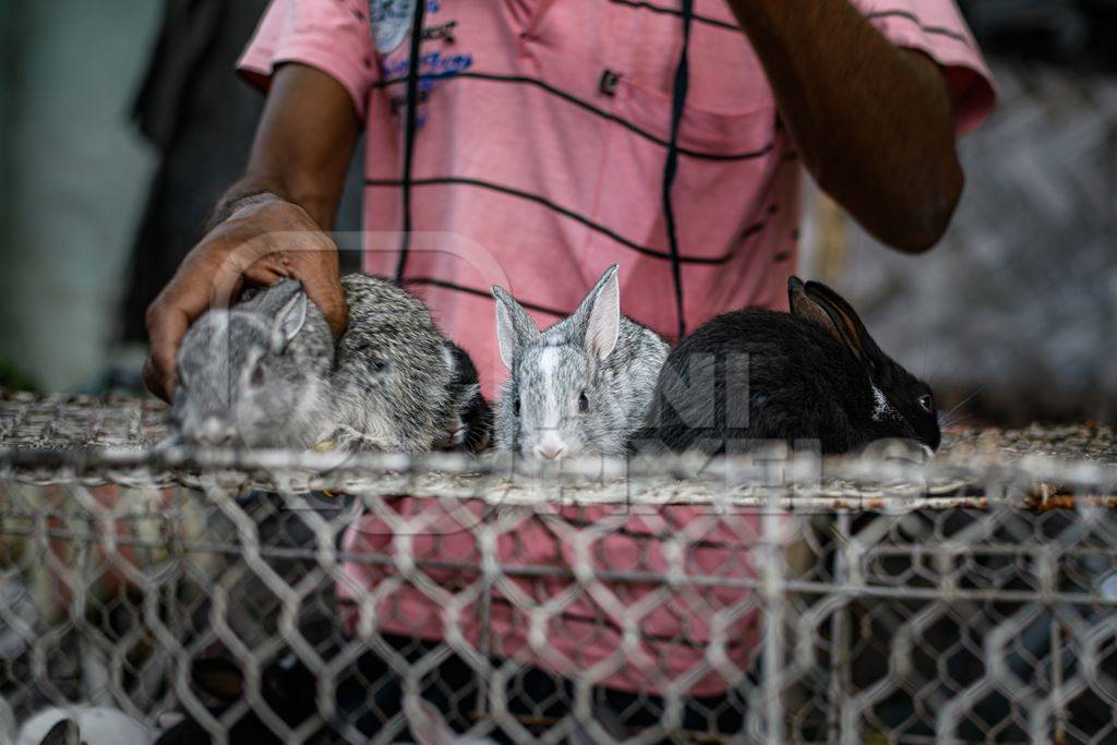 Baby rabbits on sale as pets at Galiff Street pet market, Kolkata, India, 2022