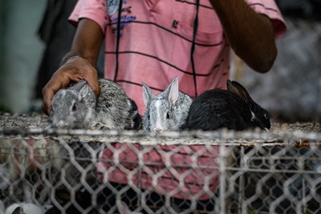 Baby rabbits on sale as pets at Galiff Street pet market, Kolkata, India, 2022