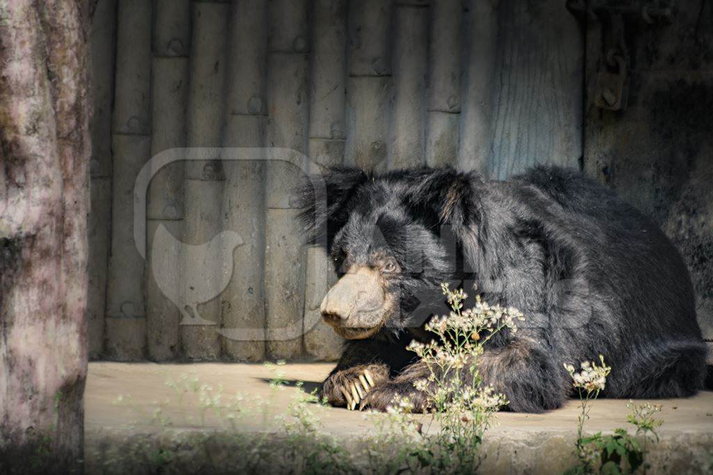 Indian sloth bear in captivity at Kolkata zoo, Kolkata, India, 2022