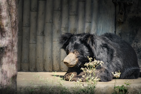 Indian sloth bear in captivity at Kolkata zoo, Kolkata, India, 2022