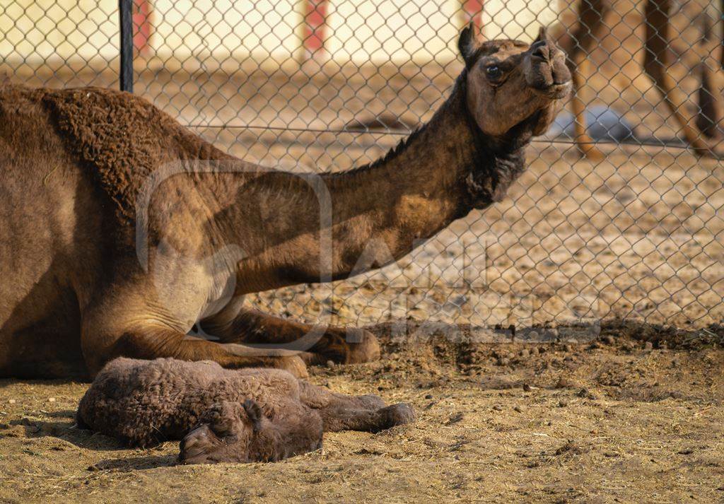 Mother camel and baby at the camel breeding farm at the National Research Centre on Camels in Bikaner