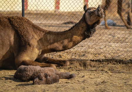 Mother camel and baby at the camel breeding farm at the National Research Centre on Camels in Bikaner