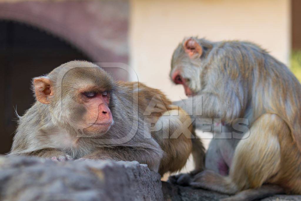 Group of Indian macaque monkeys at Galta Ji monkey temple near Jaipur in Rajasthan in India