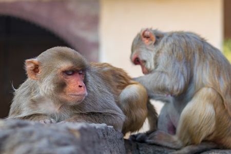 Group of Indian macaque monkeys at Galta Ji monkey temple near Jaipur in Rajasthan in India